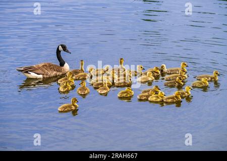 Canada geese at the nature pond at Kroeker Farms near the Discovery Nature Sanctuary in Winkler, Manitoba, Canada. Stock Photo