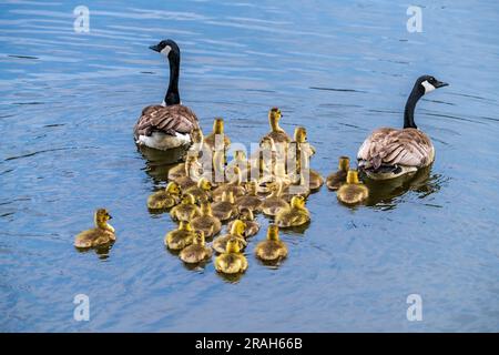 Canada geese at the nature pond at Kroeker Farms near the Discovery Nature Sanctuary in Winkler, Manitoba, Canada. Stock Photo
