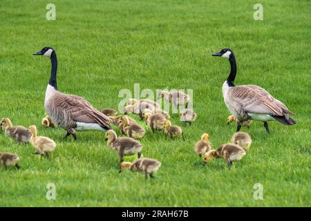 Canada geese at the nature pond at Kroeker Farms near the Discovery Nature Sanctuary in Winkler, Manitoba, Canada. Stock Photo