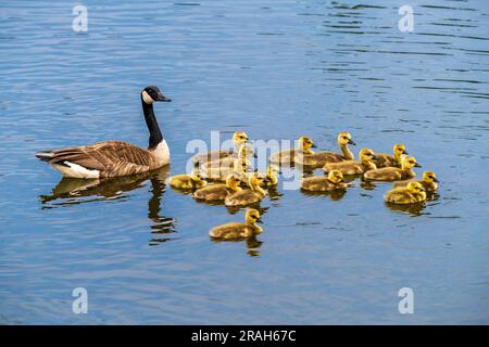 Canada geese at the nature pond at Kroeker Farms near the Discovery Nature Sanctuary in Winkler, Manitoba, Canada. Stock Photo