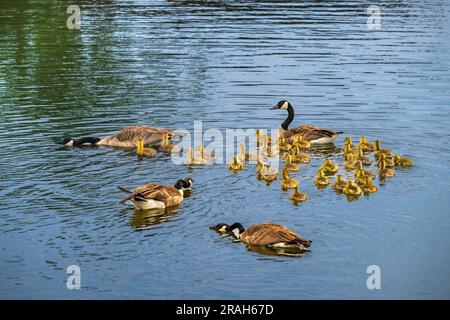 Canada geese at the nature pond at Kroeker Farms near the Discovery Nature Sanctuary in Winkler, Manitoba, Canada. Stock Photo