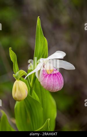 The Showy Pink Lady's Slipper in the Stead Road Bog, Manitoba, Canada. Stock Photo
