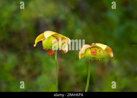 The flower of the Pitcher Plant in the Stead Road Bog, Manitoba, Canada. Stock Photo