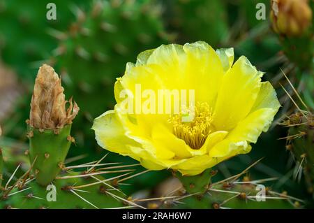 The yellow prickly pear cactus blooming in a backyard cactus garden in Winkler, Manitoba, Canada. Stock Photo