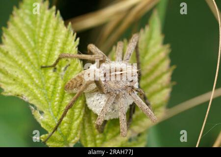 Natural closeup on a Nursery web spider, Pisaura mirabelis , protecting her egg-sac Stock Photo