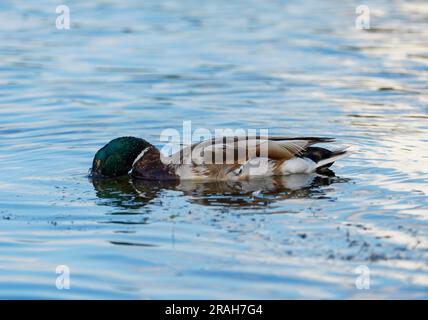 Wild duck diving in the lake. Brown ducks. Duck in the water. Stock Photo