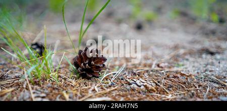 Pine cone in the forest. Brown cone on the tree needles. Close up of pine cones. Stock Photo