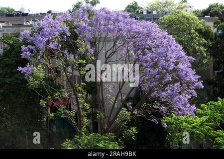 Blue jacaranda (Jacaranda mimosifolia) tree in bloom : (pix Sanjiv Shukla) Stock Photo