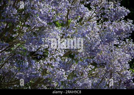 Blue jacaranda (Jacaranda mimosifolia) tree in bloom : (pix Sanjiv Shukla) Stock Photo