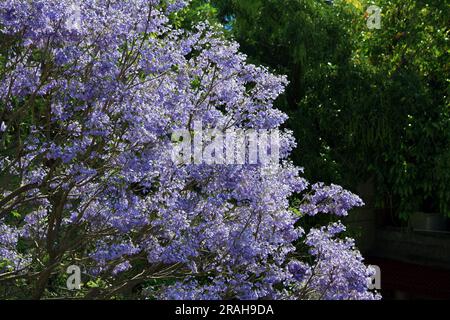 Blue jacaranda (Jacaranda mimosifolia) tree in bloom : (pix Sanjiv Shukla) Stock Photo