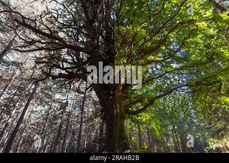a large tree on one side with green leaves on the other branch without leaves landscape of springs there is a place for an inscription. High quality p Stock Photo