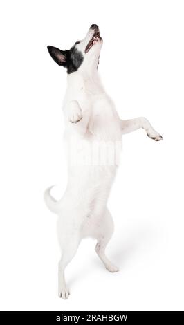 Dancing active Border collie dog standing on hind legs Stock Photo