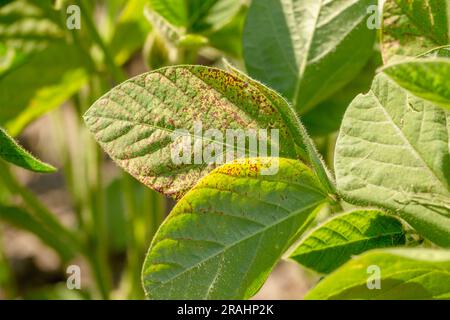 Soybean leaf septoria close-up Stock Photo