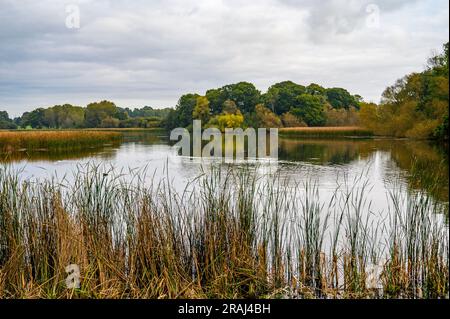 Knepp Mill Pond is a hammer pond on Knepp Estate and part of its major rewilding project, West Sussex, England. Stock Photo