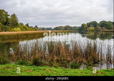 Knepp Mill Pond is a hammer pond on Knepp Estate and part of its major rewilding project, West Sussex, England. Stock Photo