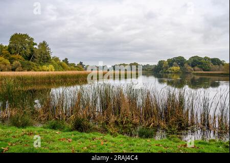 Knepp Mill Pond is a hammer pond on Knepp Estate and part of its major rewilding project, West Sussex, England. Stock Photo