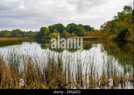 Knepp Mill Pond is a hammer pond on Knepp Estate and part of its major rewilding project, West Sussex, England. Stock Photo