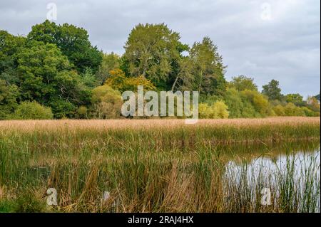 Knepp Mill Pond is a hammer pond on Knepp Estate and part of its major rewilding project, West Sussex, England. Stock Photo