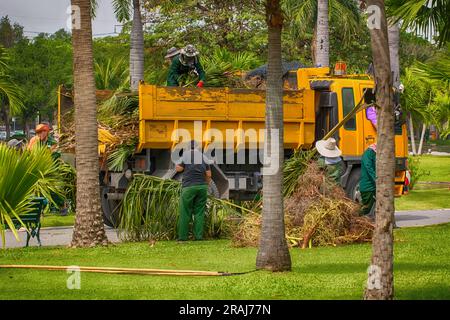 Yellow car for collecting wood chips, grass clippings from cutting in the park. Stock Photo