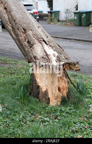 Storm damaged tree in West Sussex Stock Photo