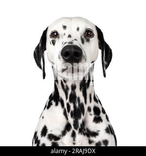Head shot of serious looking Dalmatian dog, sitting up facing front. Looking towards camera. Isolated on a white background. Stock Photo