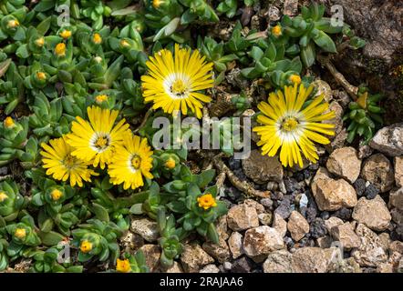 Hardy yellow  Ice Plant (midday flower, Delosperma cooperi, Mesembryanthemum cooperi), flower, native to Africa Stock Photo