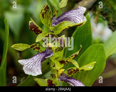 Zygopetalum crinitum. It is endemic to the Atlantic Forest ecoregion of southern and southeastern Brazil. Stock Photo