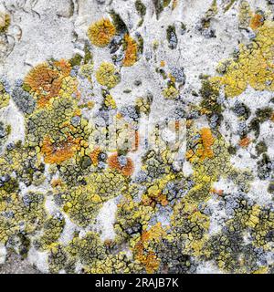Aged wall of old building with multicolored moss, natural background, full frame. Colorful Moss on Concrete Wall with Texture Scars. Detailed backdrop Stock Photo