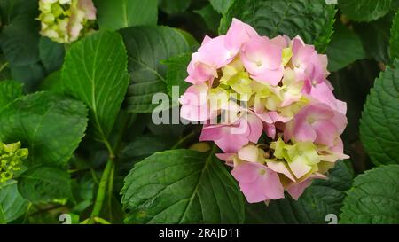 Close-up image of pink hydrangea flowers. Stock Photo