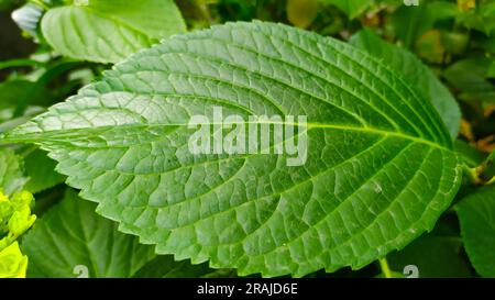 Close-up image of green hydrangea  leaf. Stock Photo