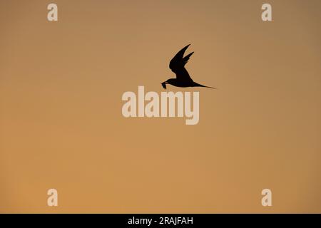 Common tern Sterna hirundo, adult in flight at sunrise, Lodmoor, Dorset, UK, June Stock Photo