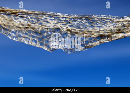 A snake skin that has been shed Stock Photo