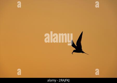 Common tern Sterna hirundo, adult in flight carrying fish at sunrise, Lodmoor, Dorset, UK, June Stock Photo