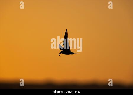 Common tern Sterna hirundo, adult in flight carrying fish at sunrise, Lodmoor, Dorset, UK, June Stock Photo
