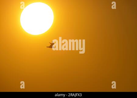 Common tern Sterna hirundo, adult in flight carrying fish at sunrise, Lodmoor, Dorset, UK, June Stock Photo