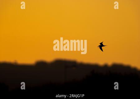 Common tern Sterna hirundo, adult in flight carrying fish at sunrise, Lodmoor, Dorset, UK, June Stock Photo