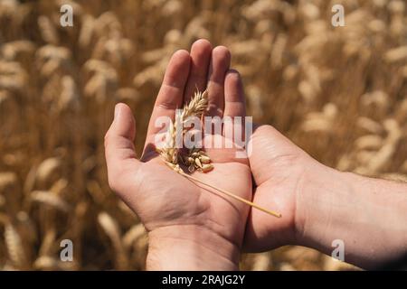 Harvesting corn hi-res stock photography and images - Alamy