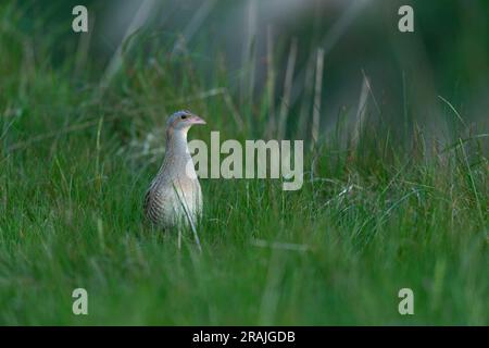 Corncrake Crex crex, adult in grassland, Clachan Mòr, Tiree, Scotland, UK, May Stock Photo