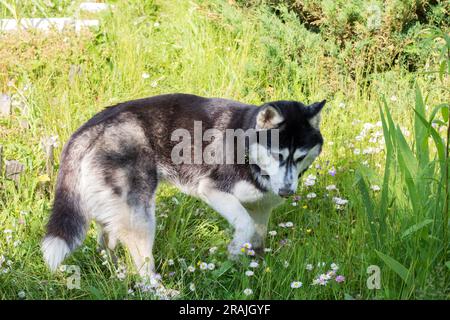 photo of a large dog walking through the grass between flowers Stock Photo