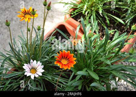 Gazania flowers growing in flower pot Stock Photo