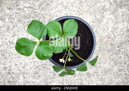 A strawberry seedling in a small pot ready for planting Stock Photo - Alamy