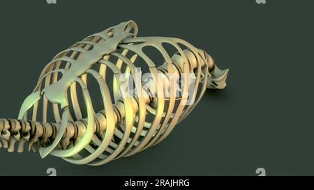 Anatomy of the Human Skeletal System Rig Cage Stock Photo