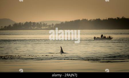 Whale watching from a small boat at dusk Stock Photo
