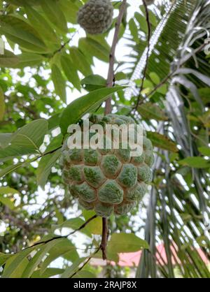 Close-up of a ripe sugar apple (Annona squamosa) hanging on a tree branch with green leaves. Stock Photo