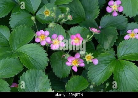 Fragaria vesca, wild strawberry Stock Photo