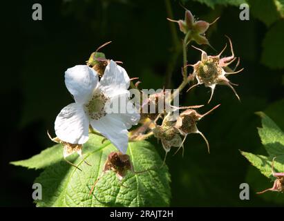 Rubus odoratus, flowering raspberry Stock Photo