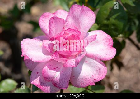 Rosa ‘Bordure Rose’ Stock Photo