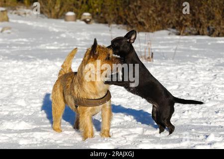 Dogs are playing in the the snow. The breed of the dogs are a Cairn Terrier and the small dog is a mix of a Chihuahua and a Miniature Pinscher. Stock Photo