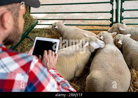 Farmer manages еру herd of sheep in paddock in livestock farm with digital tablet computer. Stock Photo