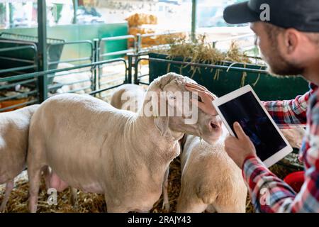Man farmer breeder of sheep visually inspecting sheep in paddock, holding digital tablet and patting head of ram with his hand. Stock Photo